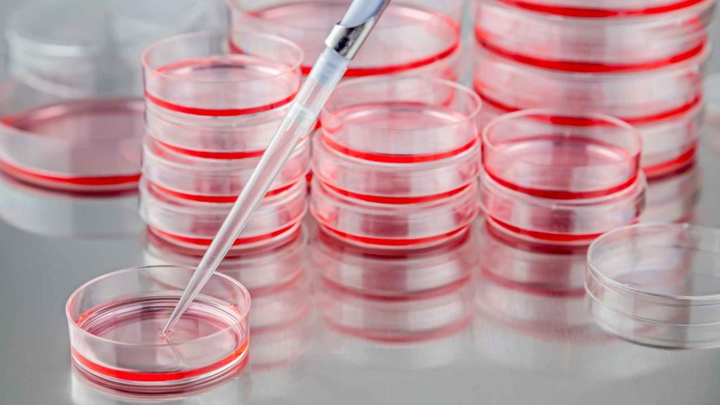 A pipette dispenses liquid into a clear petri dish filled with pink solution.  Complementary Mechanisms in GH Research.
